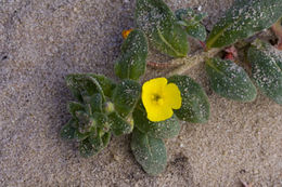 Image of <i>Camissoniopsis <i>cheiranthifolia</i></i> ssp. cheiranthifolia