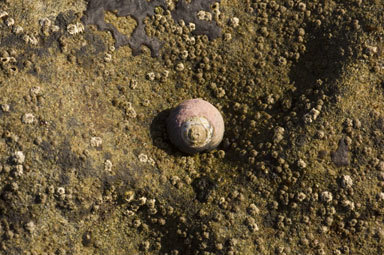 Image of Black Top Shell