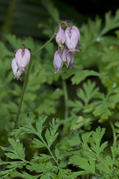 Image of Pacific bleeding heart