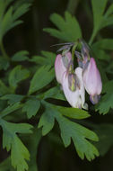 Image of Pacific bleeding heart