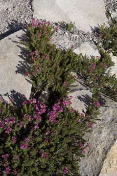 Image of purple mountainheath