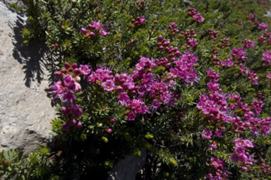 Image of purple mountainheath