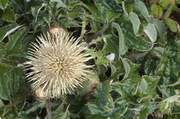 Imagem de Cirsium quercetorum (A. Gray) Jepson