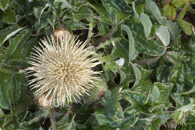 Imagem de Cirsium quercetorum (A. Gray) Jepson