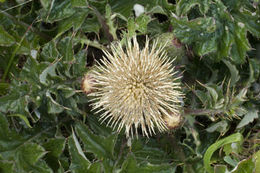 Imagem de Cirsium quercetorum (A. Gray) Jepson