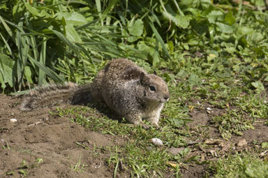 Image of California ground squirrel