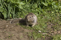 Image of California ground squirrel