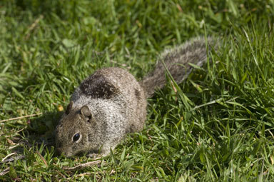 Image of California ground squirrel