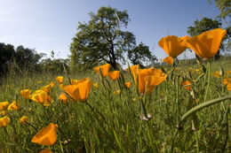 Image of California poppy