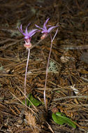 Image of Calypso orchid