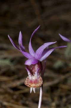 Imagem de Calypso bulbosa (L.) Oakes