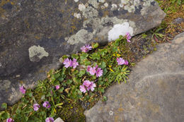 Image of dwarf checkerbloom