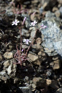 Image of gypsum springbeauty