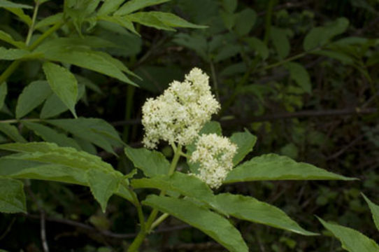 Image of Red-berried Elder