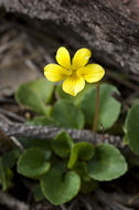 Image of Evergreen Violet