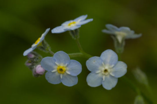 Image of broadleaf forget-me-not