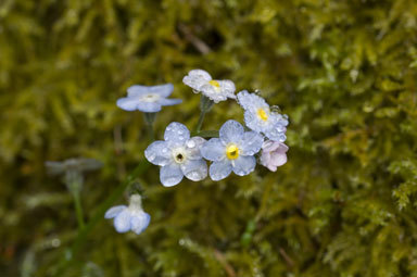 Image de Myosotis latifolia Poir.