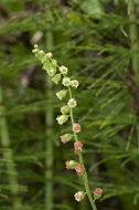 Image of Fragrant Fringecup