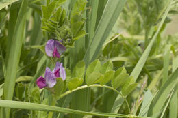 Image of Common Vetch