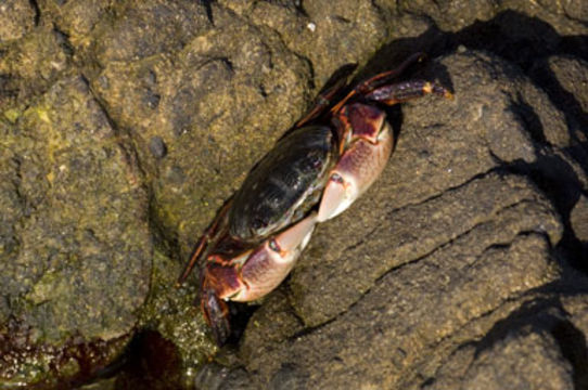 Image of striped shore crab