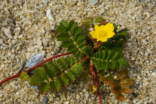 Image of 3 toothed cinquefoil