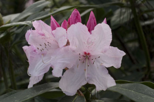 Imagem de Rhododendron macrophyllum D. Don ex G. Don