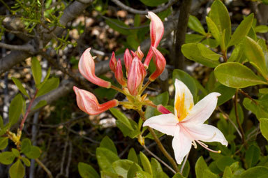 صورة Rhododendron occidentale (Torr. & Gray) A. Gray