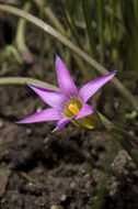 Image of rosy sandcrocus