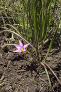 Image of rosy sandcrocus