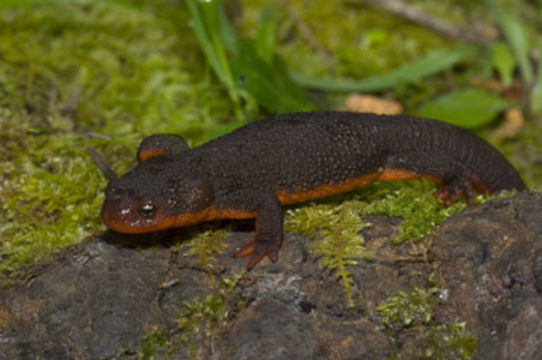 Image of Rough-skinned Newt