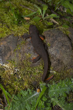 Image of Rough-skinned Newt