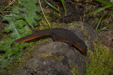 Image of Rough-skinned Newt