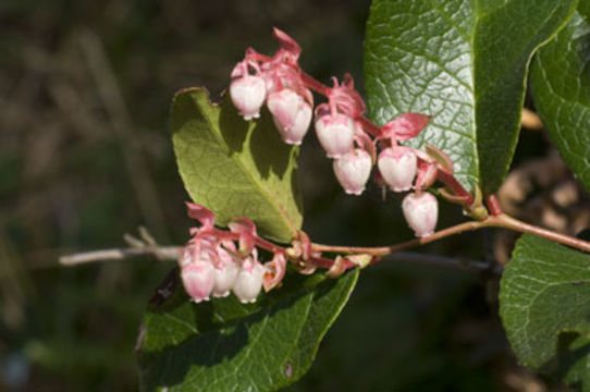 Слика од Gaultheria shallon Pursh