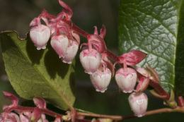 Image of salal