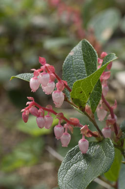 Слика од Gaultheria shallon Pursh