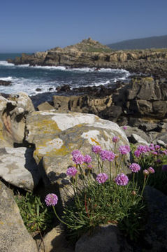 Imagem de Armeria maritima subsp. californica (Boiss.) A. E. Porsild