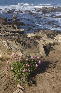 Imagem de Armeria maritima subsp. californica (Boiss.) A. E. Porsild