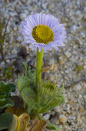 Слика од Erigeron glaucus Ker-Gawl.