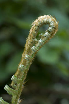 Слика од Polystichum munitum (Kaulf.) C. Presl
