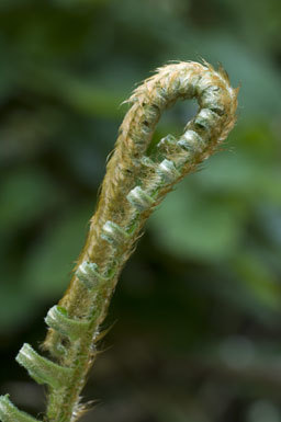 Sivun Polystichum munitum (Kaulf.) C. Presl kuva