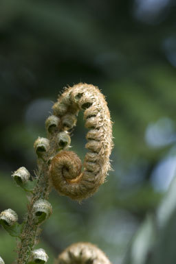 Sivun Polystichum munitum (Kaulf.) C. Presl kuva