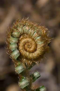 Sivun Polystichum munitum (Kaulf.) C. Presl kuva