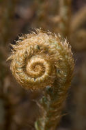 Sivun Polystichum munitum (Kaulf.) C. Presl kuva