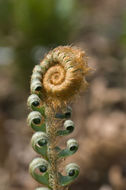 Sivun Polystichum munitum (Kaulf.) C. Presl kuva