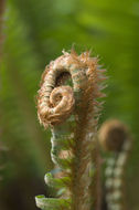 Sivun Polystichum munitum (Kaulf.) C. Presl kuva