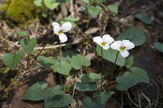 صورة Viola ocellata Torr. & Gray