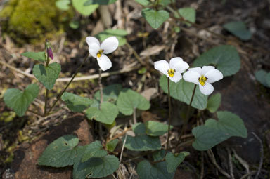 صورة Viola ocellata Torr. & Gray