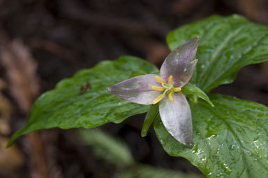 Imagem de Trillium ovatum Pursh