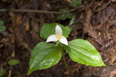 Imagem de Trillium ovatum Pursh