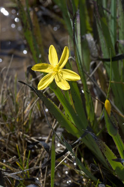 Image of golden blue-eyed grass